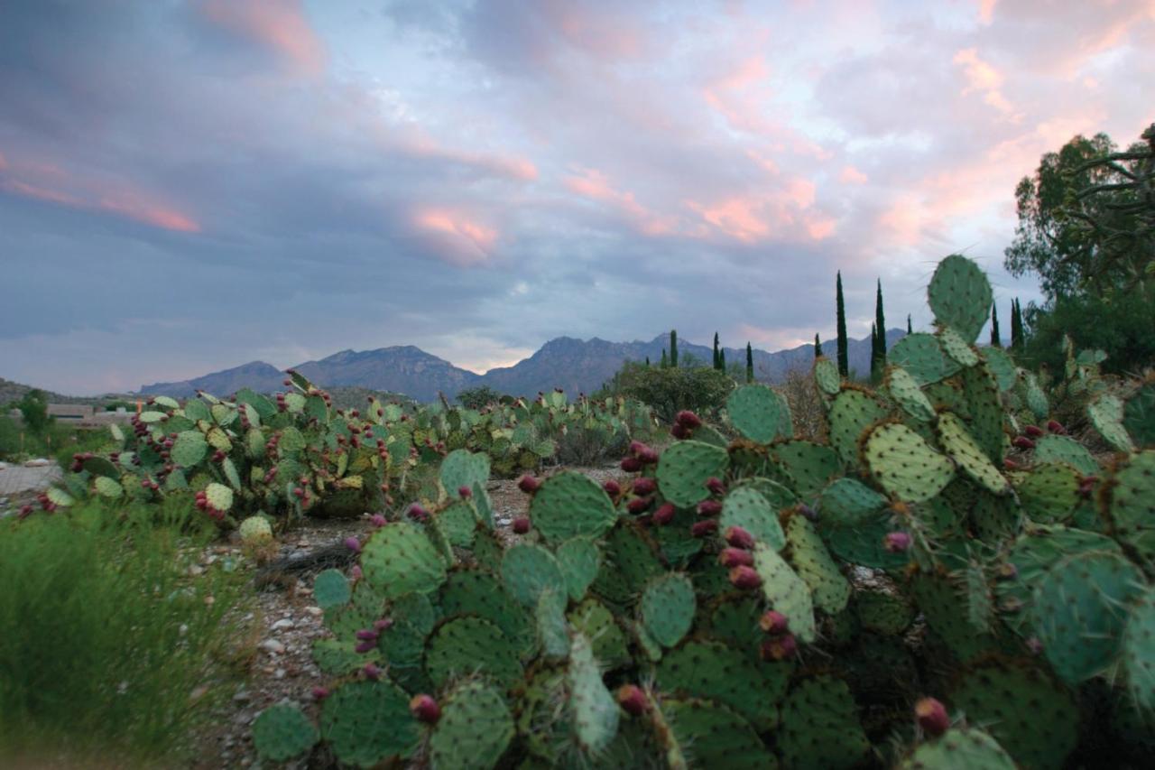 Canyon Ranch Tucson Mount Lemmont 외부 사진